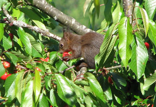 How to attract squirrels?