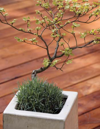 Make your potted plants more beautiful