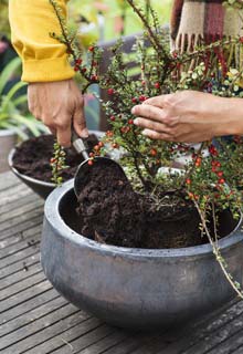 Make your potted plants more beautiful