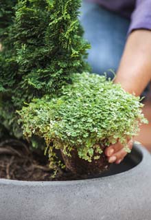 Make your potted plants more beautiful