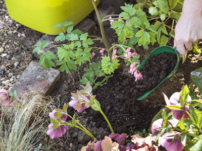 Encourage perennial plants in the spring