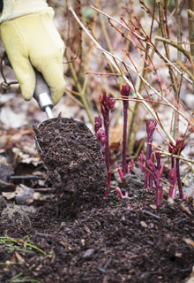 Encourage perennial plants in the spring