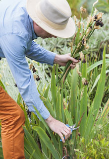 Encourage perennial plants in the spring