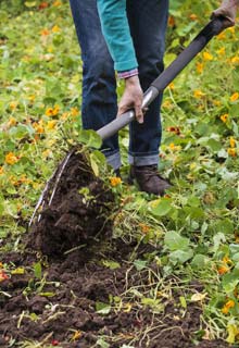 Green manures: a lot more than fertilizer!