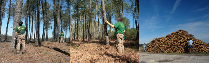 The exploitation of the Maritime Pine