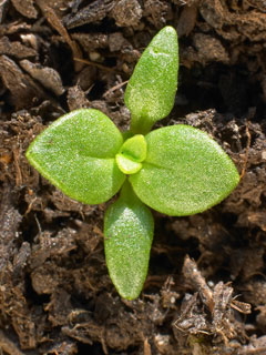 Weeds plantlets appear in only a few days. Here, the Scarlet Pimpernel, a frequent visitor in the vegetable patch.