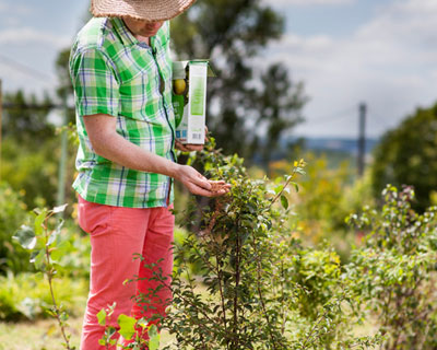 Fertilise hedges