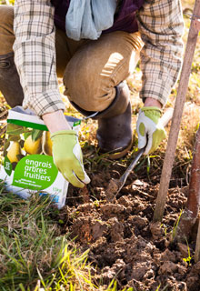 Fertilise hedges