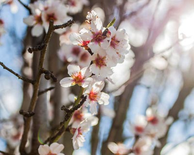 What to do for a fruit tree to bear fruits