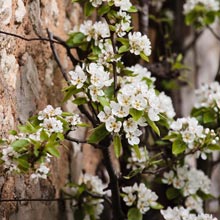 What to do for a fruit tree to bear fruits