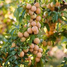 What to do for a fruit tree to bear fruits