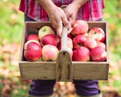 What to do for a fruit tree to bear fruits