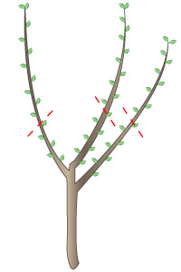 Fruit Trees Pruning