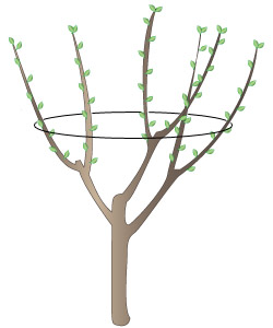 Fruit Trees Pruning