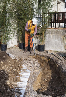 Planting a hedge of bamboos