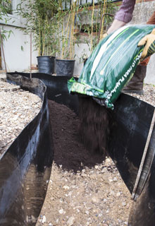 Planting a hedge of bamboos