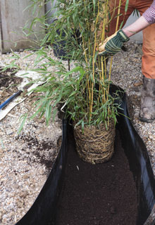 Planting a hedge of bamboos