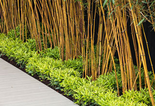 Planting a hedge of bamboos