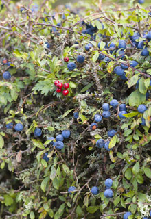 A wild-fruits hedge