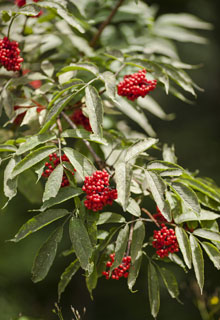 A wild-fruits hedge