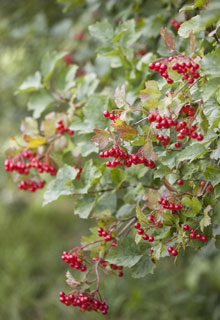 A wild-fruits hedge