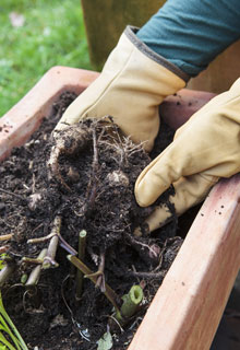 Over-wintering summer-flowering bulbs