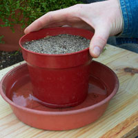 Growing seeds in a pot