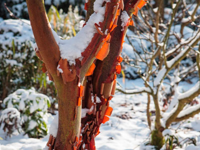 An attractive garden in winter