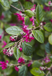 An attractive garden in winter