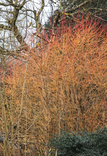 An attractive garden in winter