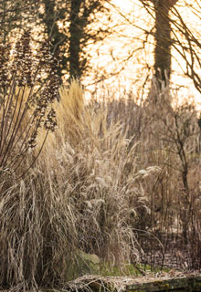 An attractive garden in winter