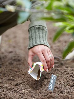 According to this method, one has to sow and plants during a descending Moon