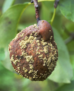 Brown  Rot (Fruit mummification)