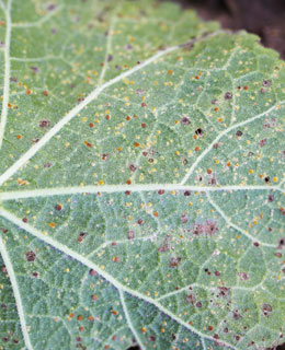 Leaf rust