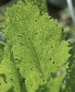 Flea Beetles