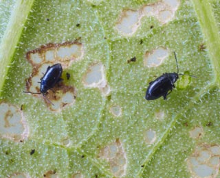 Flea Beetles