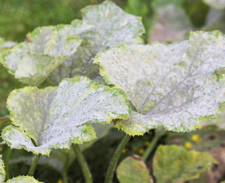 Powdery mildew