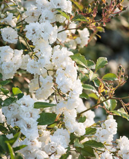 resistant varietie 'Alba Meillandcor'