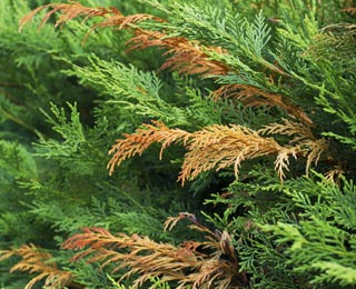 Conifer wilt