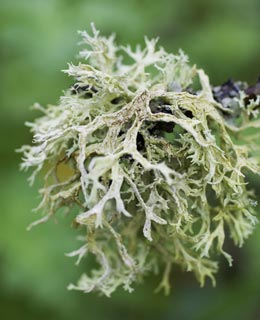 Lichen