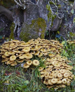 Honey fungus