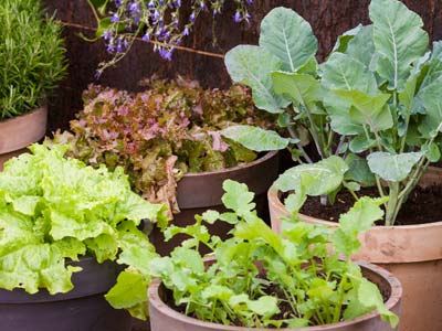 Vegetables in pots