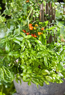 Vegetables in pots