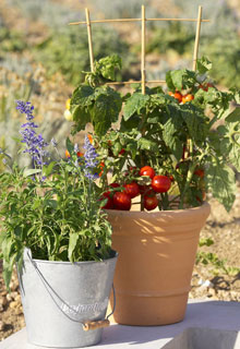 Vegetables in pots