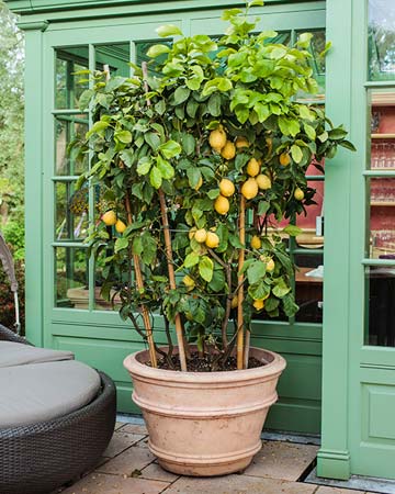 Grow your citrus trees in pots