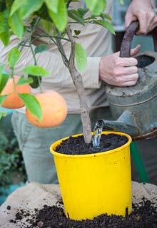 Grow your citrus trees in pots