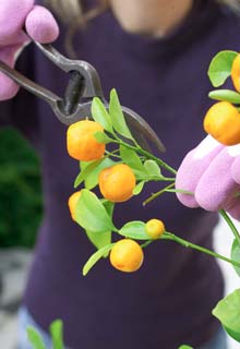 Grow your citrus trees in pots