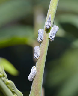 Leafhoppers