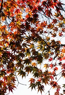 An Oriental look with the Japanese Maples