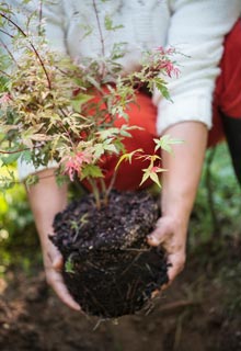 An Oriental look with the Japanese Maples